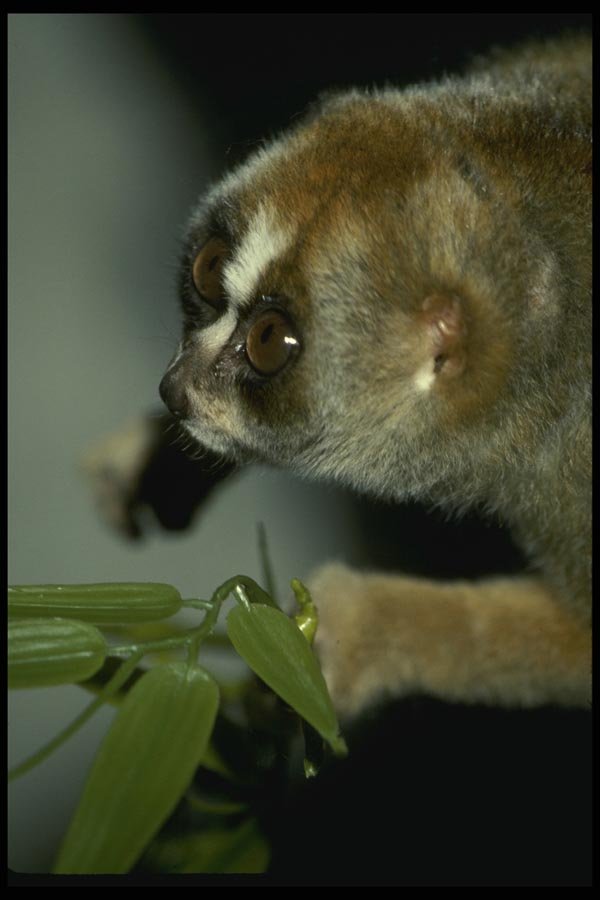 049087 Slow Loris A4 Photo Print