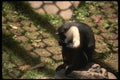 049088 Diana Guenon Macaque A4 Photo Print