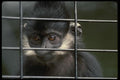 049089 Francois Leaf Monkey A4 Photo Print