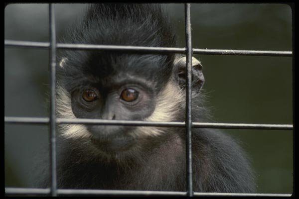 049089 Francois Leaf Monkey A4 Photo Print