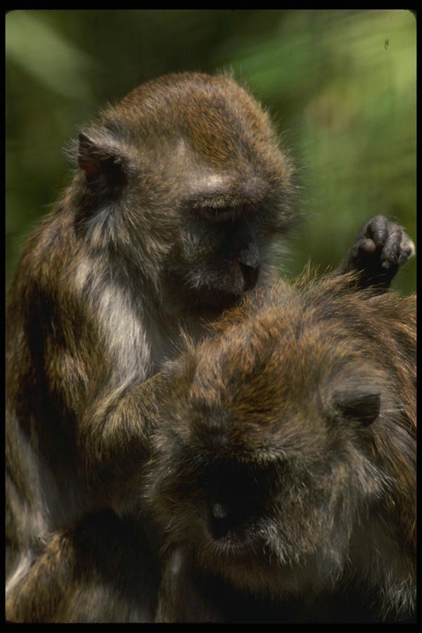 049090 Crab eater Macaques Grooming A4 Photo Print