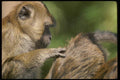 049091 Crab eater Macaques Grooming A4 Photo Print