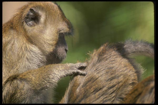 049091 Crab eater Macaques Grooming A4 Photo Print