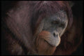 049092 Orangutan Rusty  A4 Photo Print