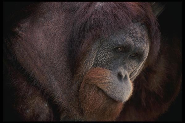 049092 Orangutan Rusty  A4 Photo Print