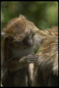 049093 Crab eater Macaques Grooming A4 Photo Print