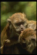 049094 Crab eater Macaques Grooming A4 Photo Print
