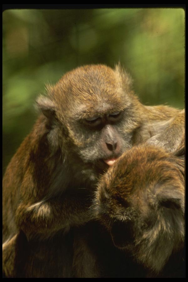 049094 Crab eater Macaques Grooming A4 Photo Print