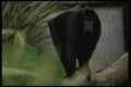 049095 Celebus Ape A4 Photo Print
