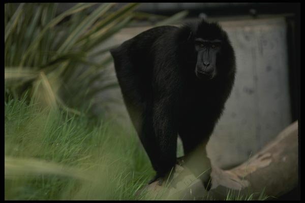 049095 Celebus Ape A4 Photo Print