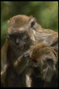049096 Crab eater Macaques Grooming A4 Photo Print
