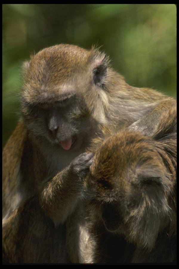 049096 Crab eater Macaques Grooming A4 Photo Print