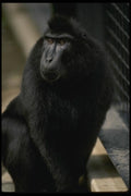 049097 Celebus Ape A4 Photo Print