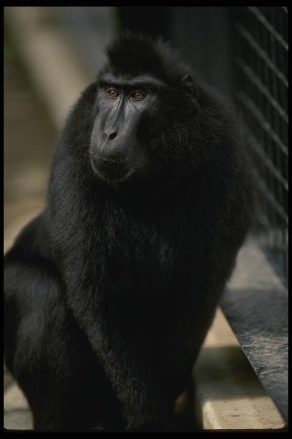 049097 Celebus Ape A4 Photo Print