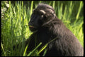 049098 Celebus Ape A4 Photo Print