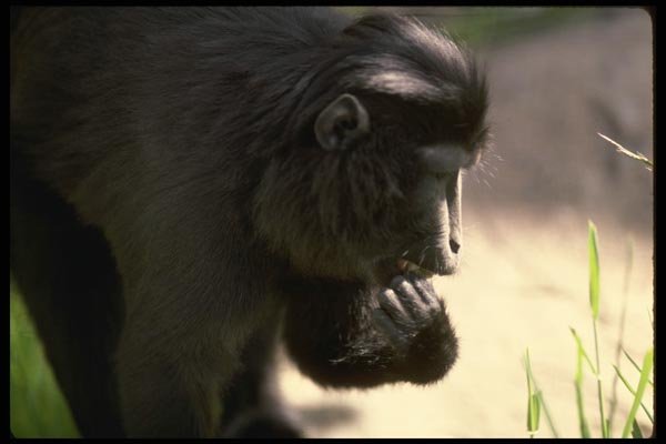 049099 Celebus Ape A4 Photo Print
