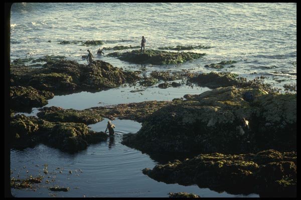 050007 Abalone Fishing At Tomales Point A4 Photo Print