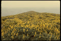 050009 Yellow Lupine And Pacific, Tomales Point A4 Photo Print