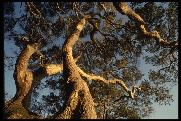 050016 Coast Live Oaks, Bolinas Lagoon A4 Photo Print