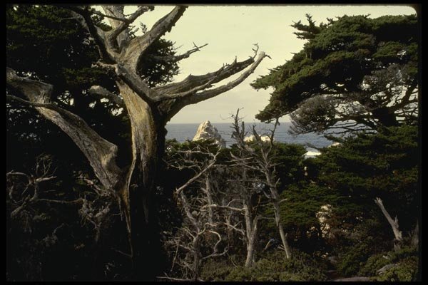050017 Monterey Cypresses Pt. Lobos State Reserve A4 Photo Print