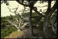 050021 Monterey Cypresses Pt. Lobos State Preserve A4 Photo Print