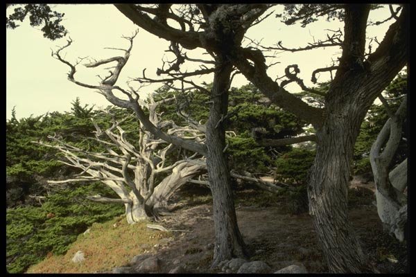 050021 Monterey Cypresses Pt. Lobos State Preserve A4 Photo Print