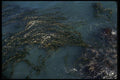 050022 Brown Algae Pt. Lobos State Preserve A4 Photo Print