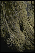 050024 Monterey Cypress Bark A4 Photo Print