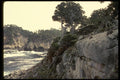 050025 Monterey Cypresses On Headland A4 Photo Print