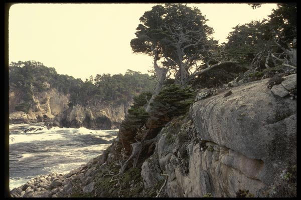 050025 Monterey Cypresses On Headland A4 Photo Print