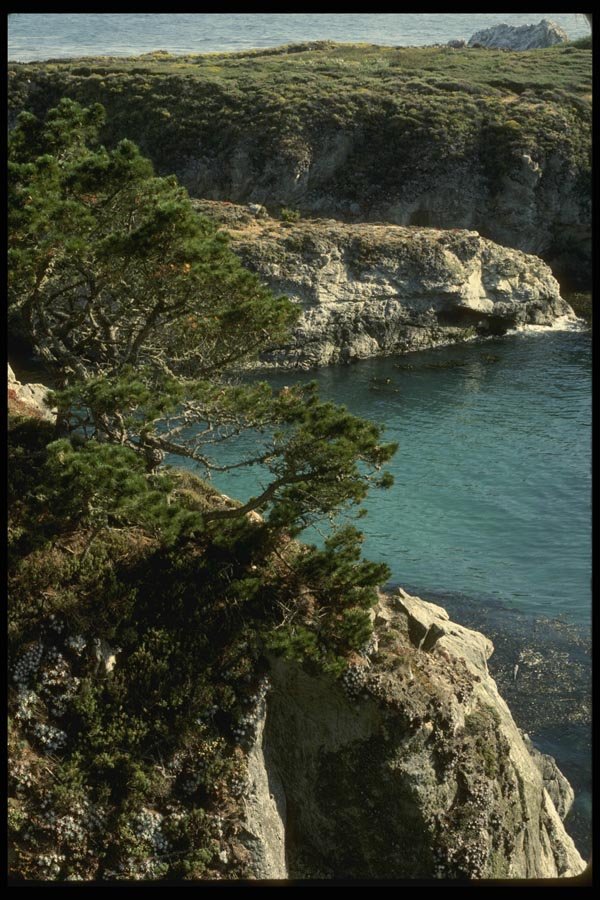050026 Pt. Lobos State Preserve A4 Photo Print