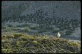 050027 Gull And Cormorants A4 Photo Print