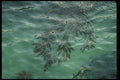 050028 Floating Kelp A4 Photo Print