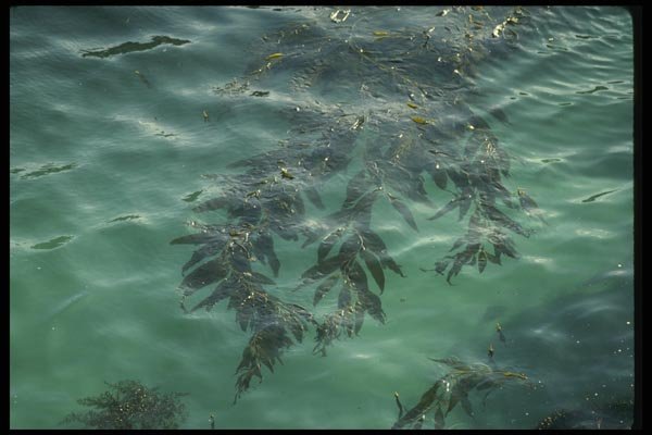 050028 Floating Kelp A4 Photo Print