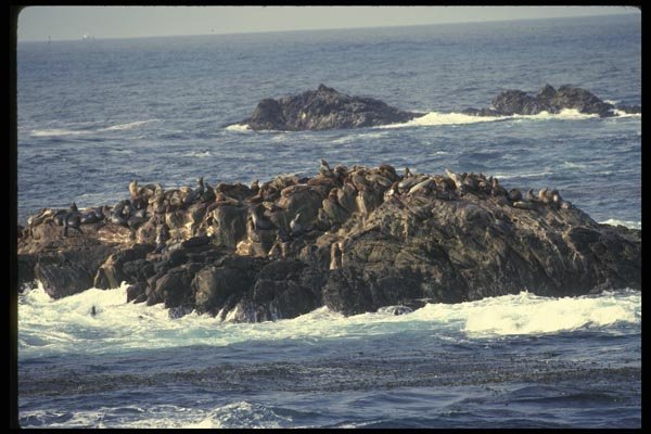 050029 Sea Lions Pt. Lobos State Preserve A4 Photo Print