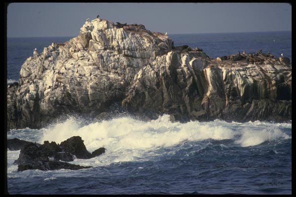 050031 Sea Lion Point Pt. Lobos State Reserve A4 Photo Print