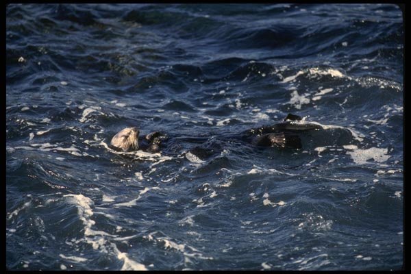 050032 Sea Otter Pt. Lobos State Preserve A4 Photo Print