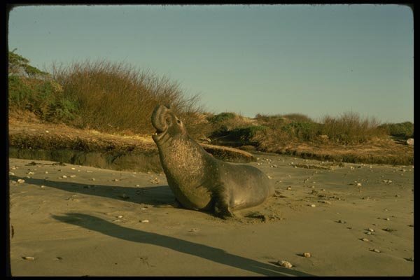 050033 Northern Elephant Seal, Adult Male A4 Photo Print