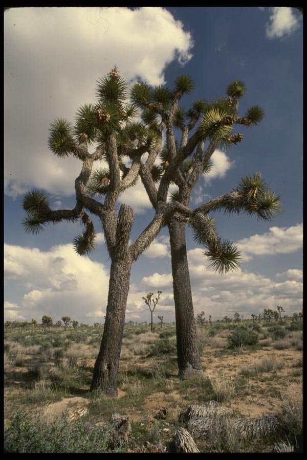 050034 Joshua Tree A4 Photo Print