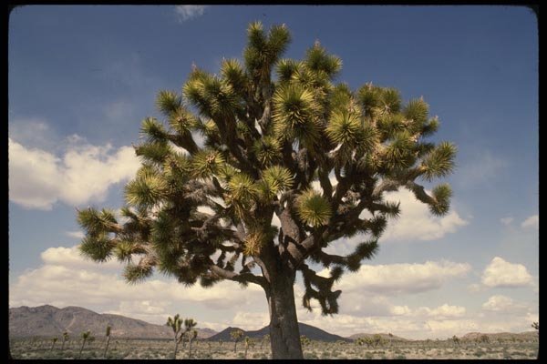 050035 Joshua Tree Joshua Tree National Park A4 Photo Print