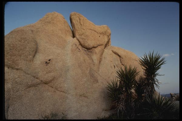 050038 Granite Boulder And Young Joshua Tree A4 Photo Print