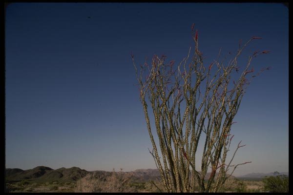 050039 Ocotillo In Flower A4 Photo Print