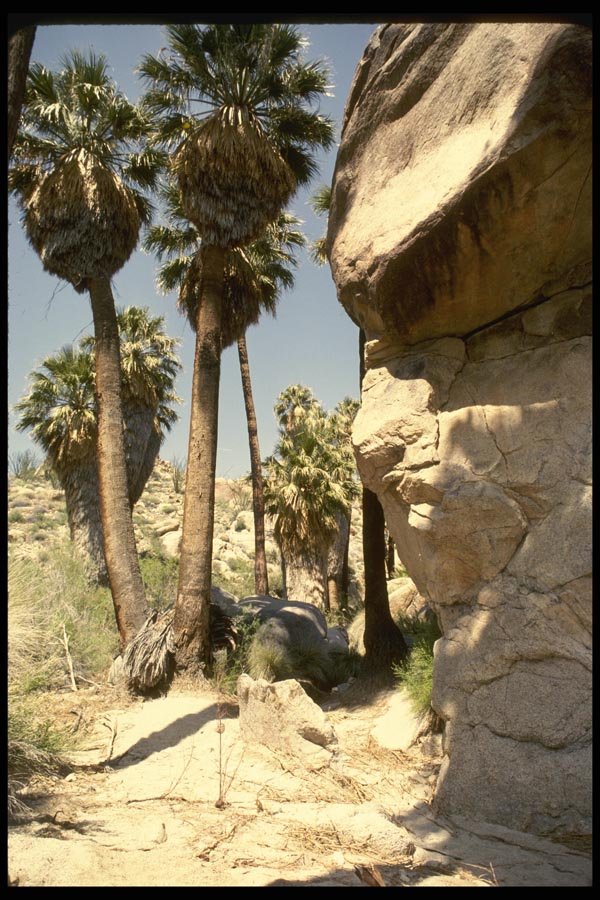 050043 California Fan Palms, Lost Palms Oasis A4 Photo Print