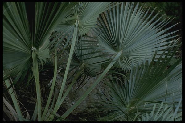 050044 California Fan Palms, Deep Canyon Near Palm Desert A4 Photo Print