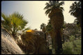 050045 California Fan Palms, Lost Palms Oasis A4 Photo Print
