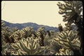 050046 Cholla Garden A4 Photo Print