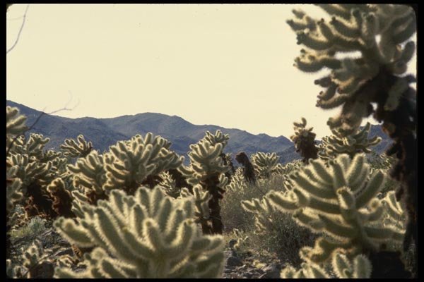 050046 Cholla Garden A4 Photo Print