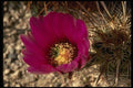 050047 Calico Or Hedgehog Cactus A4 Photo Print