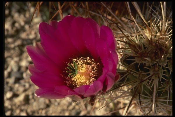 050047 Calico Or Hedgehog Cactus A4 Photo Print