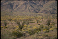 050048 Ocotillo And Desert Flowers In Bloom A4 Photo Print